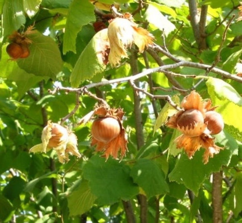 American Hazelnut (Corylus Americana) Seeds