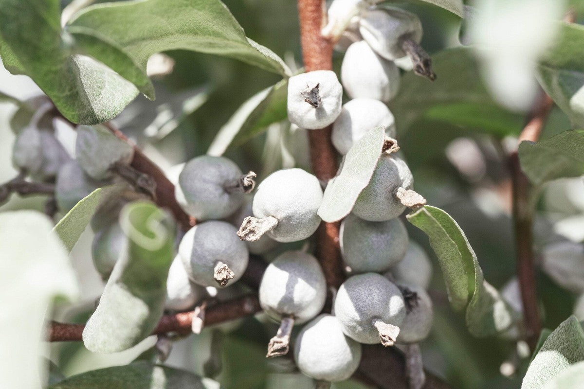 American Silverberry (Elaeagnus Commutata) Wolf Willow / Wolfberry Wild Olive Berry Fruit Shrub Seeds