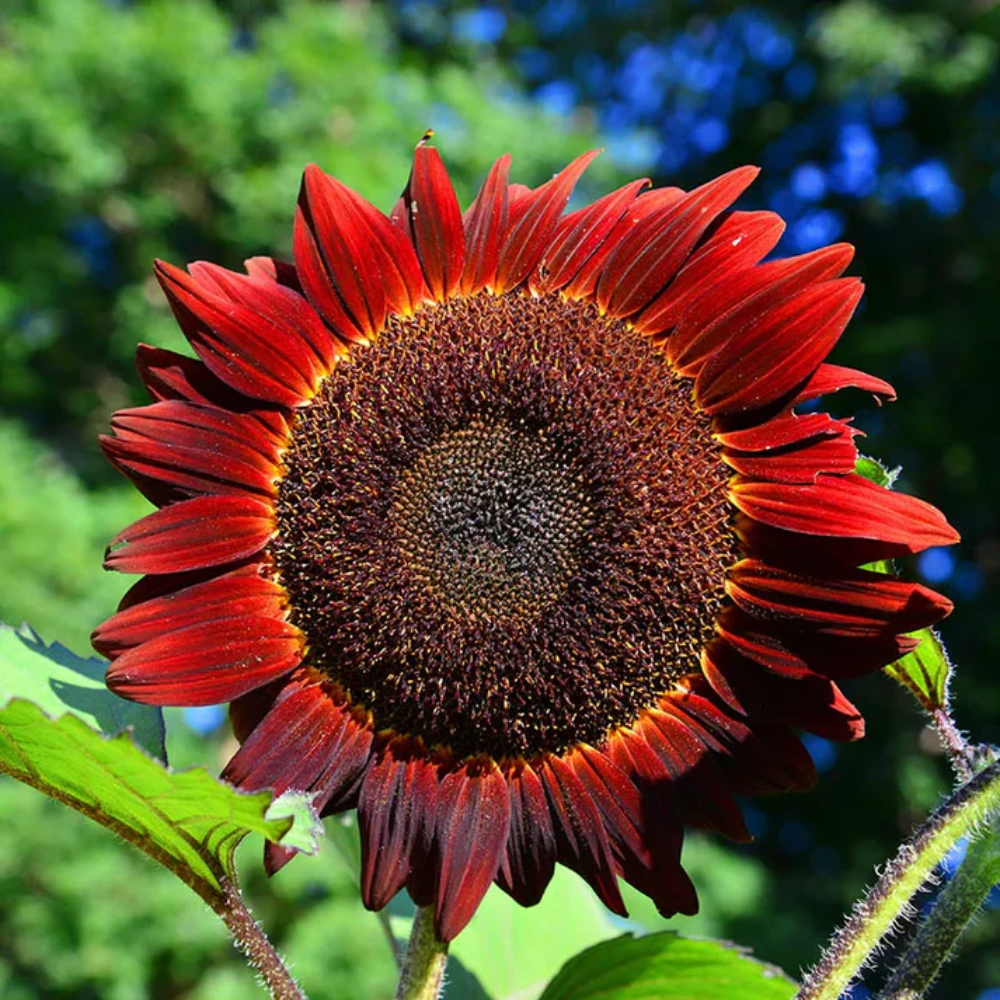 Red Sunflower Seeds