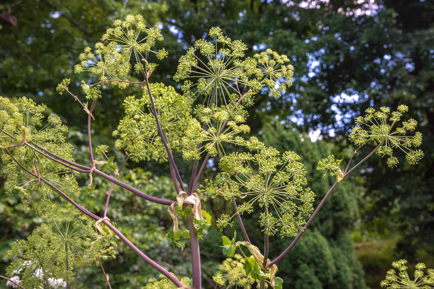 Angelica Seeds for Garden Planting