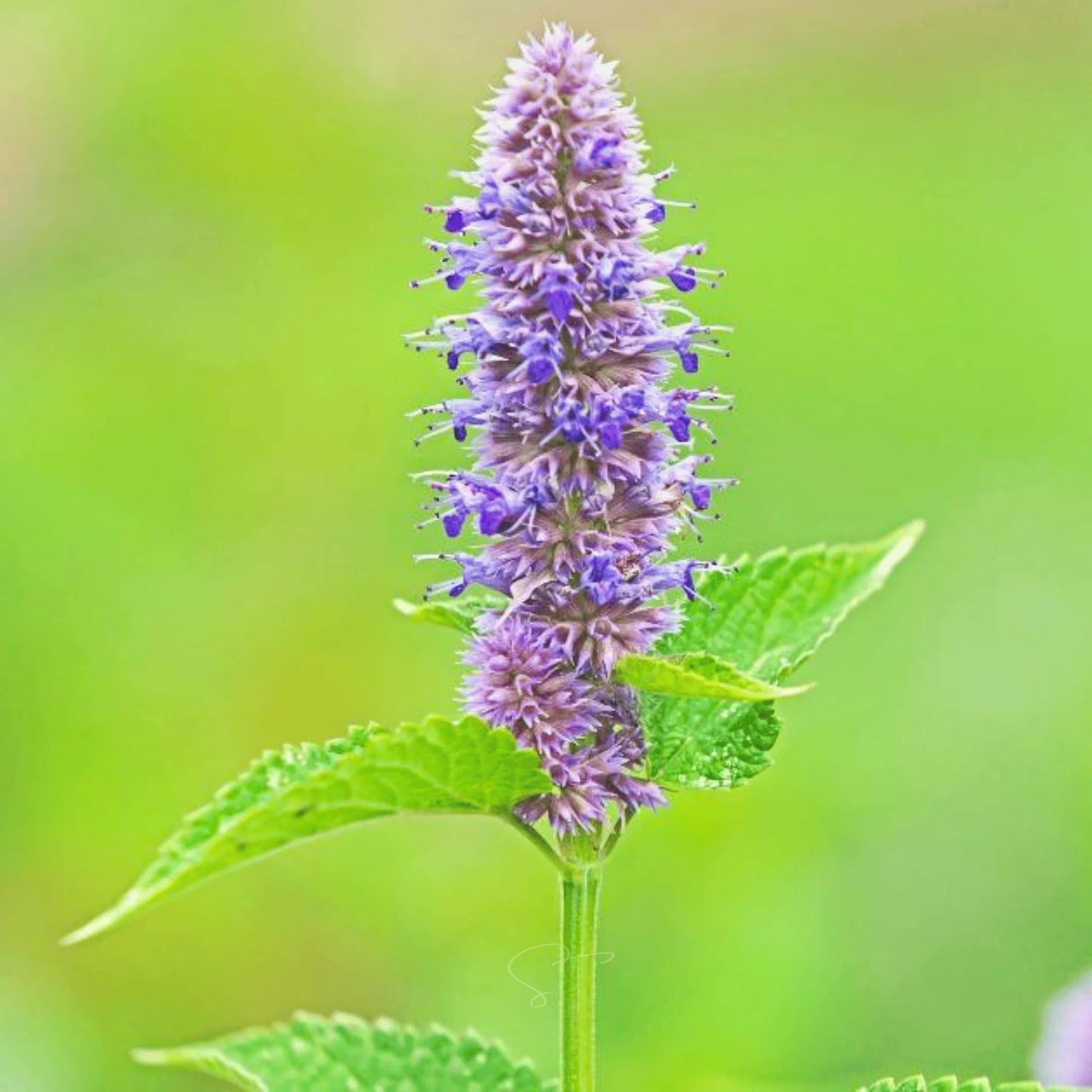 Hyssop Flower seeds for Planting Long Bloom Season Heirloom & GMO Free Seeds for Home Garden