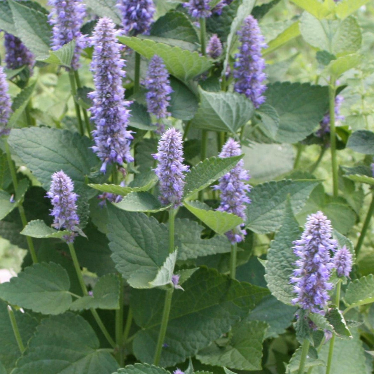 Agastache Riesen-Ysop-Kräutersamen