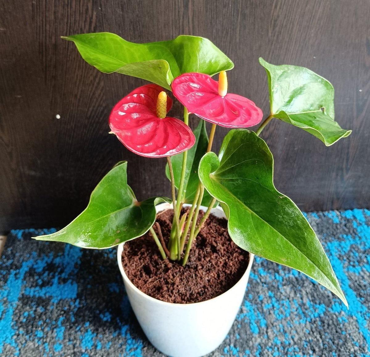Anthurium Flower seeds for Planting Hardy Variety Heirloom & GMO Free Seeds for Home Garden
Sale seeds for home garden planting