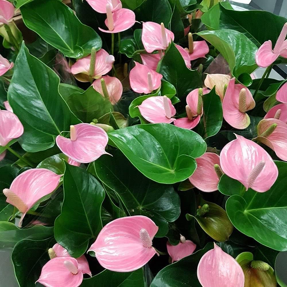 Pink Anthurium Plant for Indoor Decoration