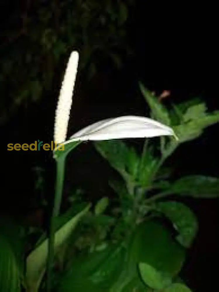 Anthurium Seeds For Hydroponics Planting Flower