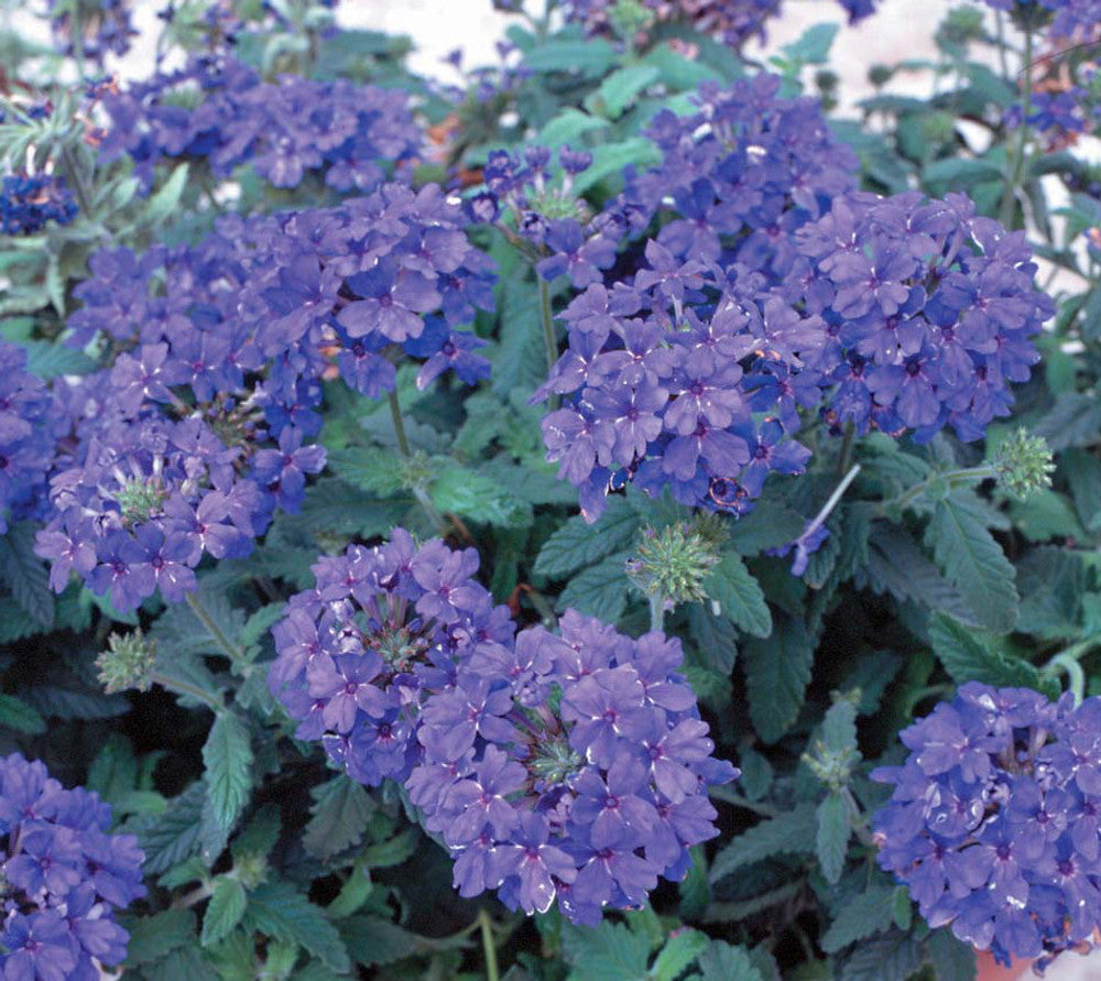 Verbena 'Blue Lagoon' Flowers Seeds