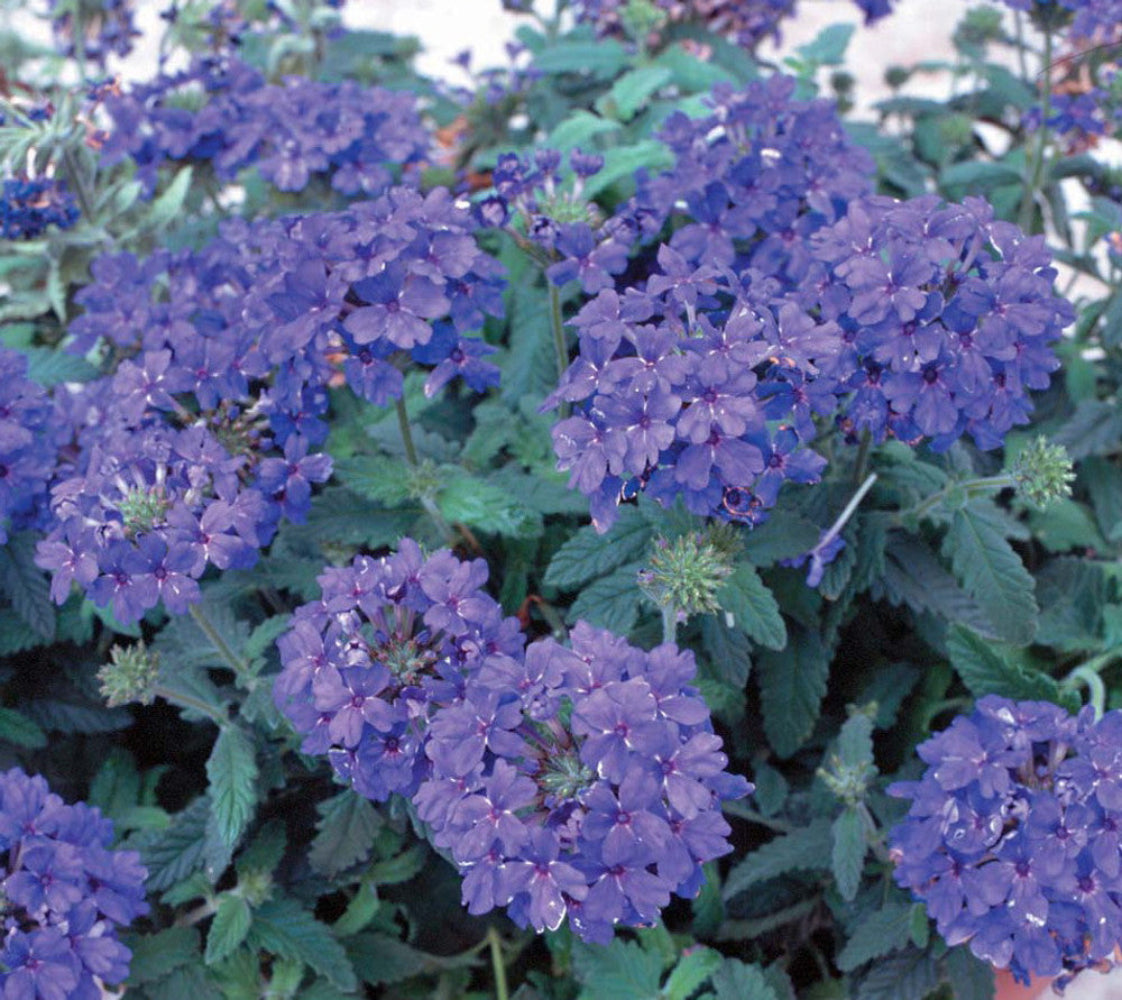 Verbena 'Blue Lagoon' Flowers Seeds