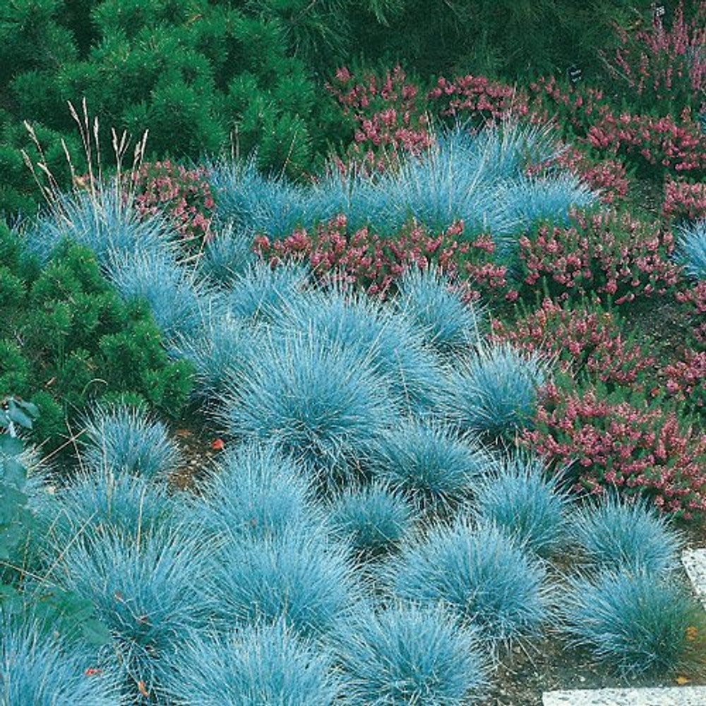Blue Fescue Grass Herb Seeds for Planting – Heirloom, Non-GMO, Drought-Tolerant, Perennial