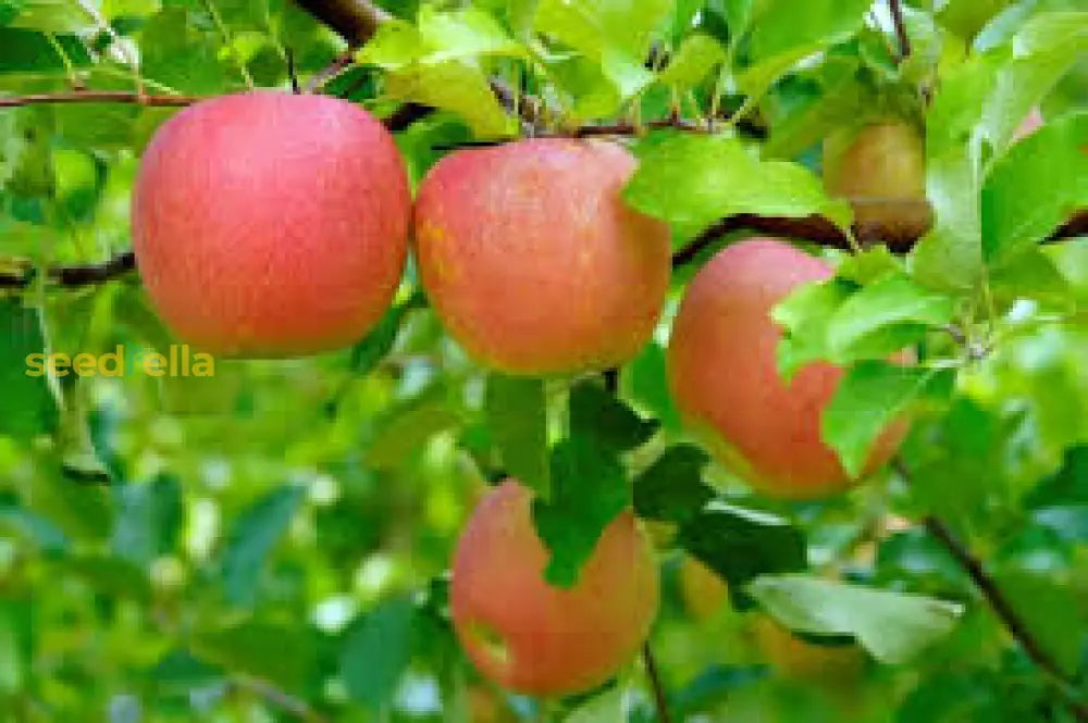 Premium Pink Apple Tree Seeds for Planting - Grow Your Own Delicious Apples