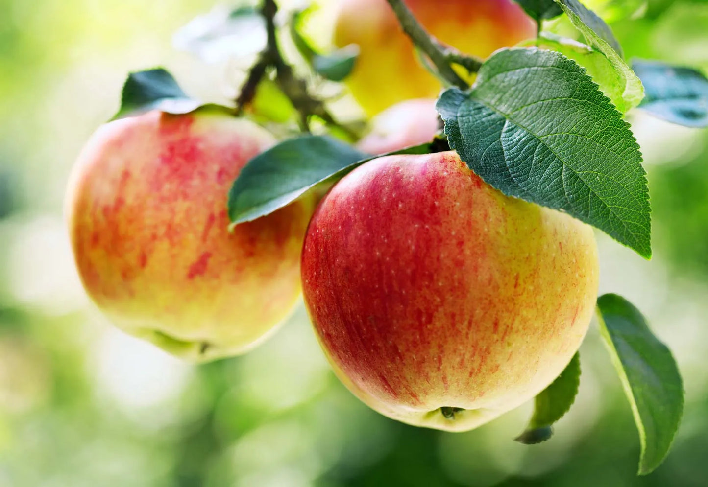 Apple Seeds for Delicious Fruit: Planting Guide