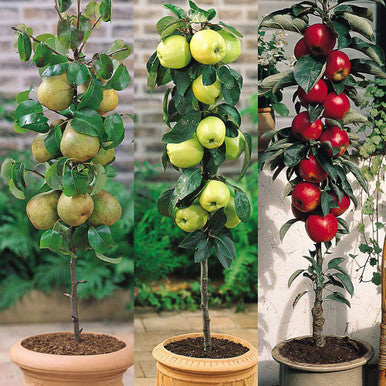 Mixed Apple Fruit Seeds for Planting - Grow Your Own Apple Trees