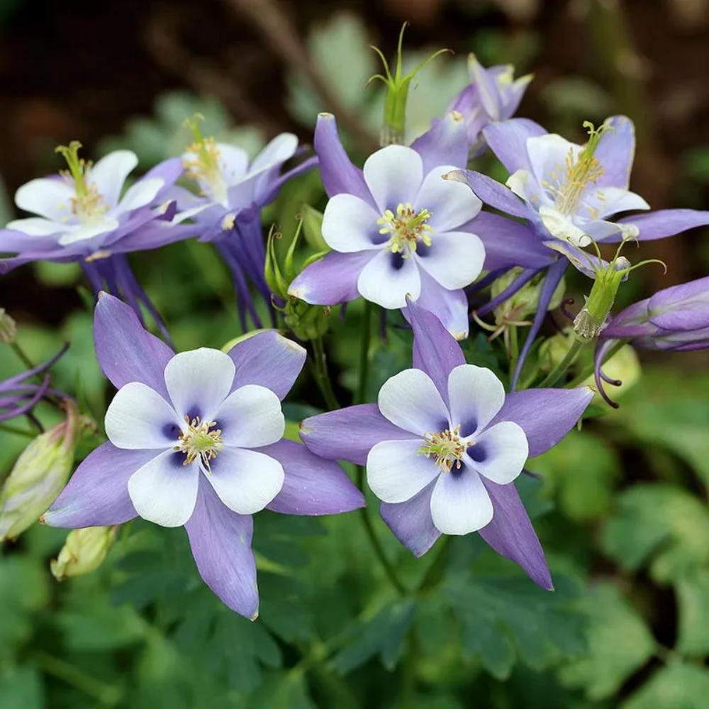 colorado columbine flower seeds Rocky Mountain Columbine (Aquilegia caerulea) Flower Seeds for Plantin – Pure Asia Seeds