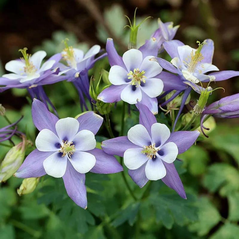 Rocky Mountain Columbine Flower Seeds