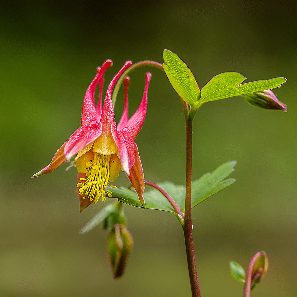 Aquilegia Plants in a Cottage Garden Setting
