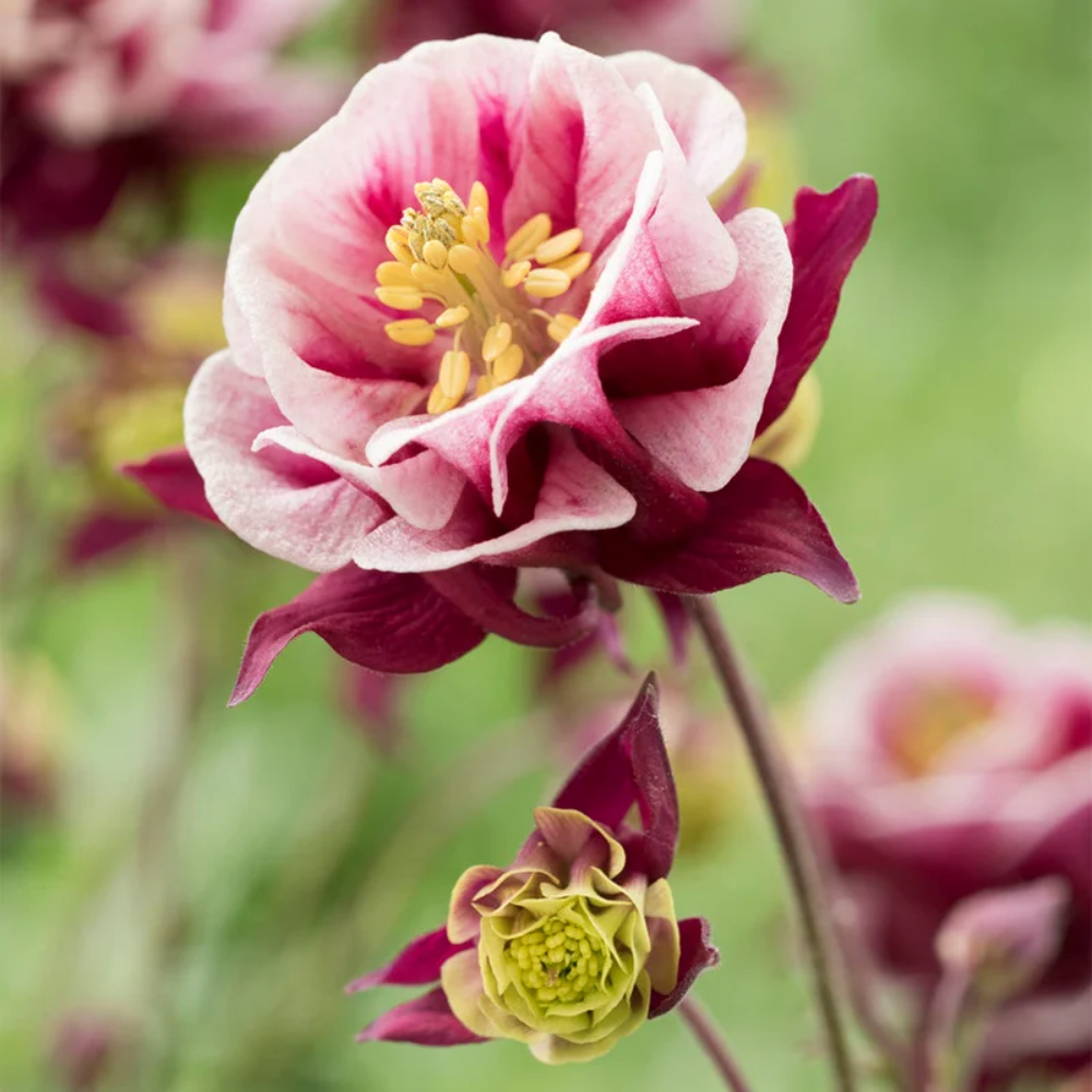 Winky Double Rose Columbine Flower Seeds