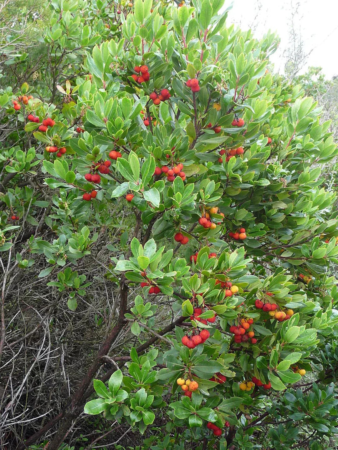 strawberry tree seeds Arbutus Unedo Strawberry Tree Seeds Planting Mix Organic Garden Seeds –  Pure Asia Seeds