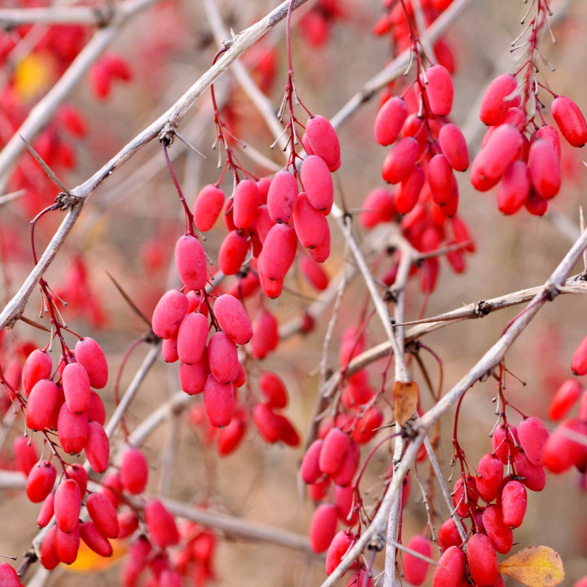 European Barberry Seeds