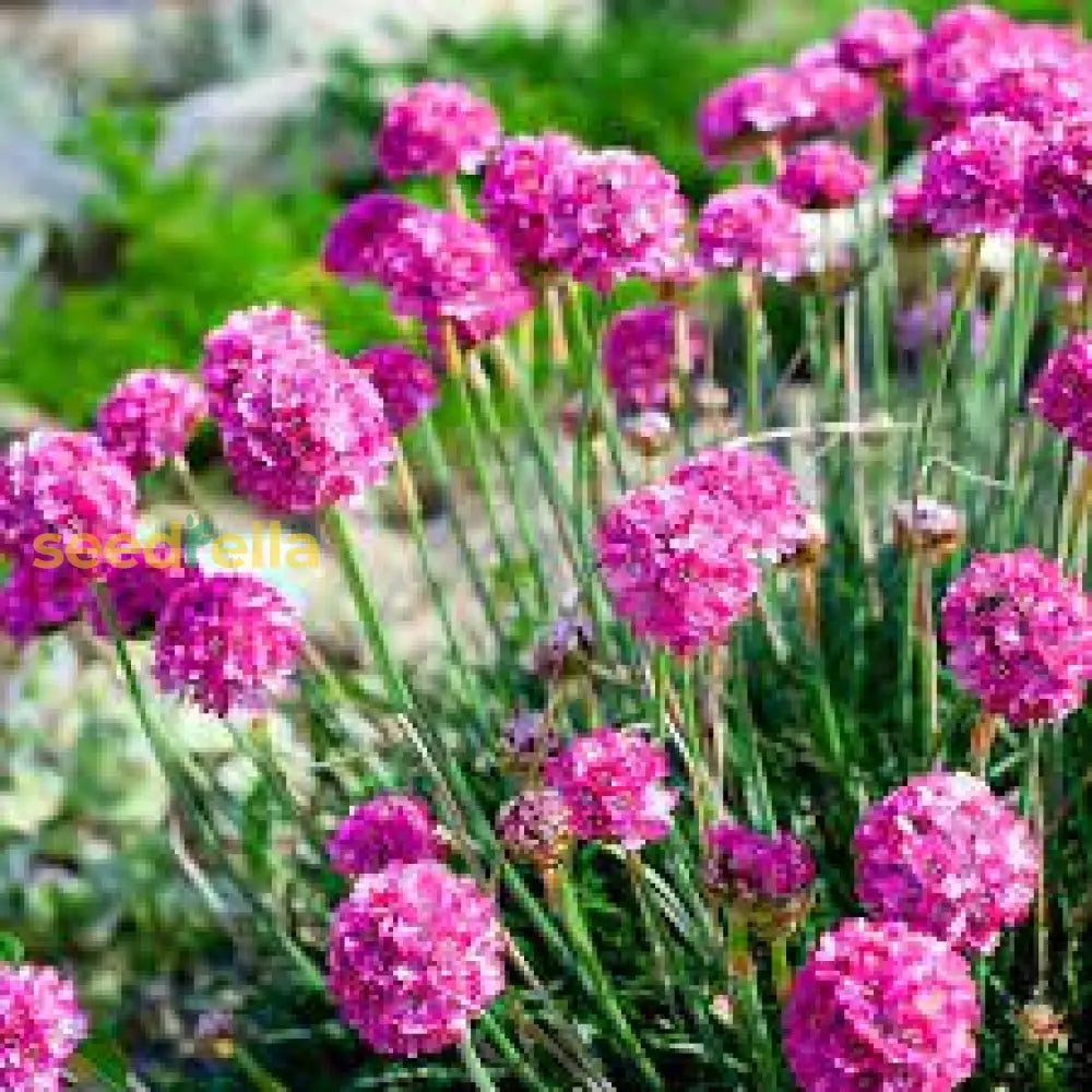 Armeria Maritima Flower Seeds For Planting: Vibrant Groundcover Beautiful Coastal Gardens