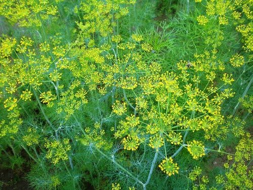 Dill Seeds - Mammoth (Anethum graveolens)