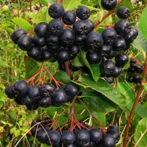 Aronia Berry Seeds - Aronia melanocarpa (Black Chokeberry)