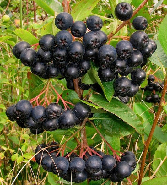 Black Chokeberry (Aronia melanocarpa) Fruit Shrub Seeds – White Flowering Berry Bush