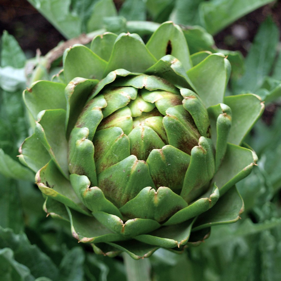 Imperial Star Kugel-Artischocken-Kräutersamen