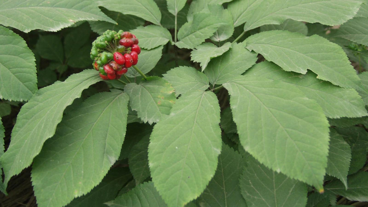 Asian Korean Ginseng (Panax ginseng) Shade Chinese Herb Seeds