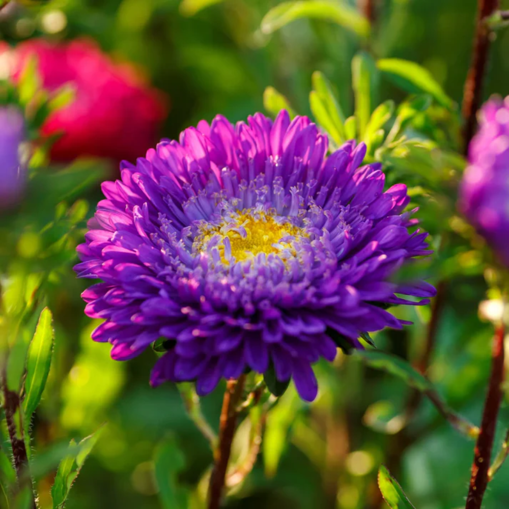 Semillas de flores de aster 'Pompon Blue Moon'