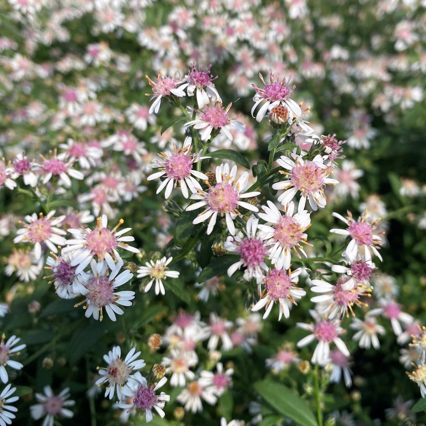 Lady in Black Calico Aster Flower Seeds
