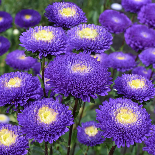 Aster 'Pompon Blue Moon' Flower Seeds – Heirloom, Non-GMO, Easy to Grow, Perennial