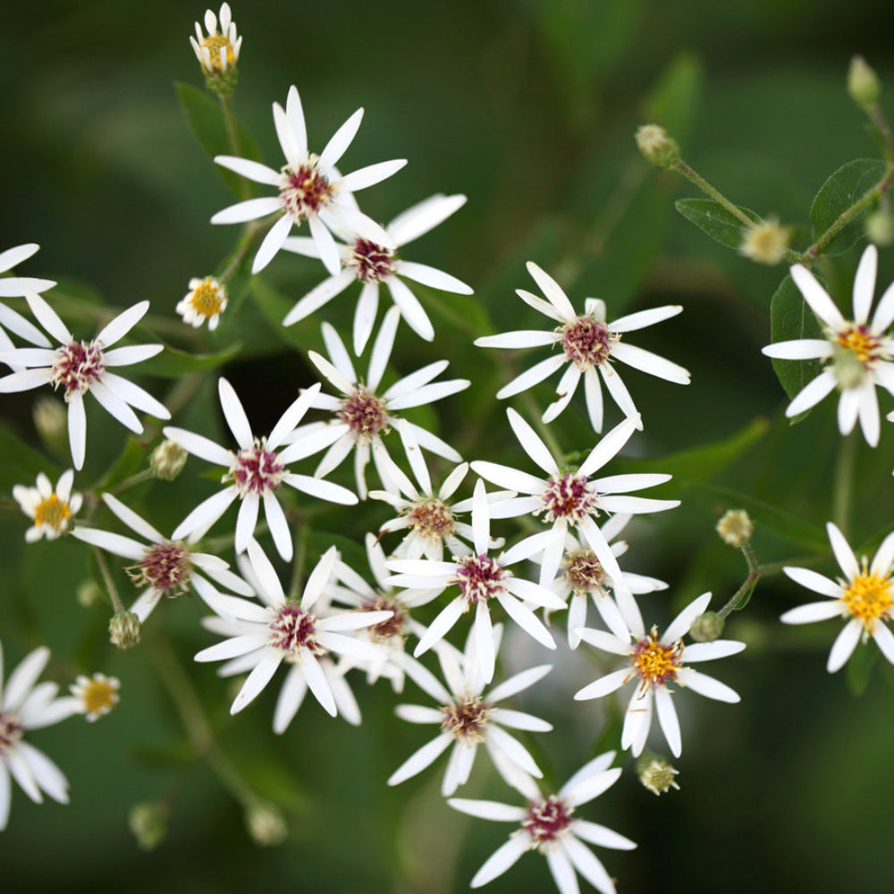 Aster Divaricatus Flower Seeds – Heirloom, Non-GMO, Easy to Grow, Perennial