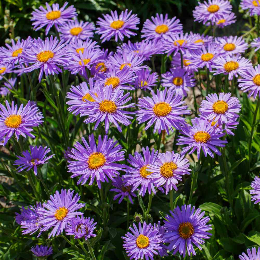 Aster Alpinus Blumensamen