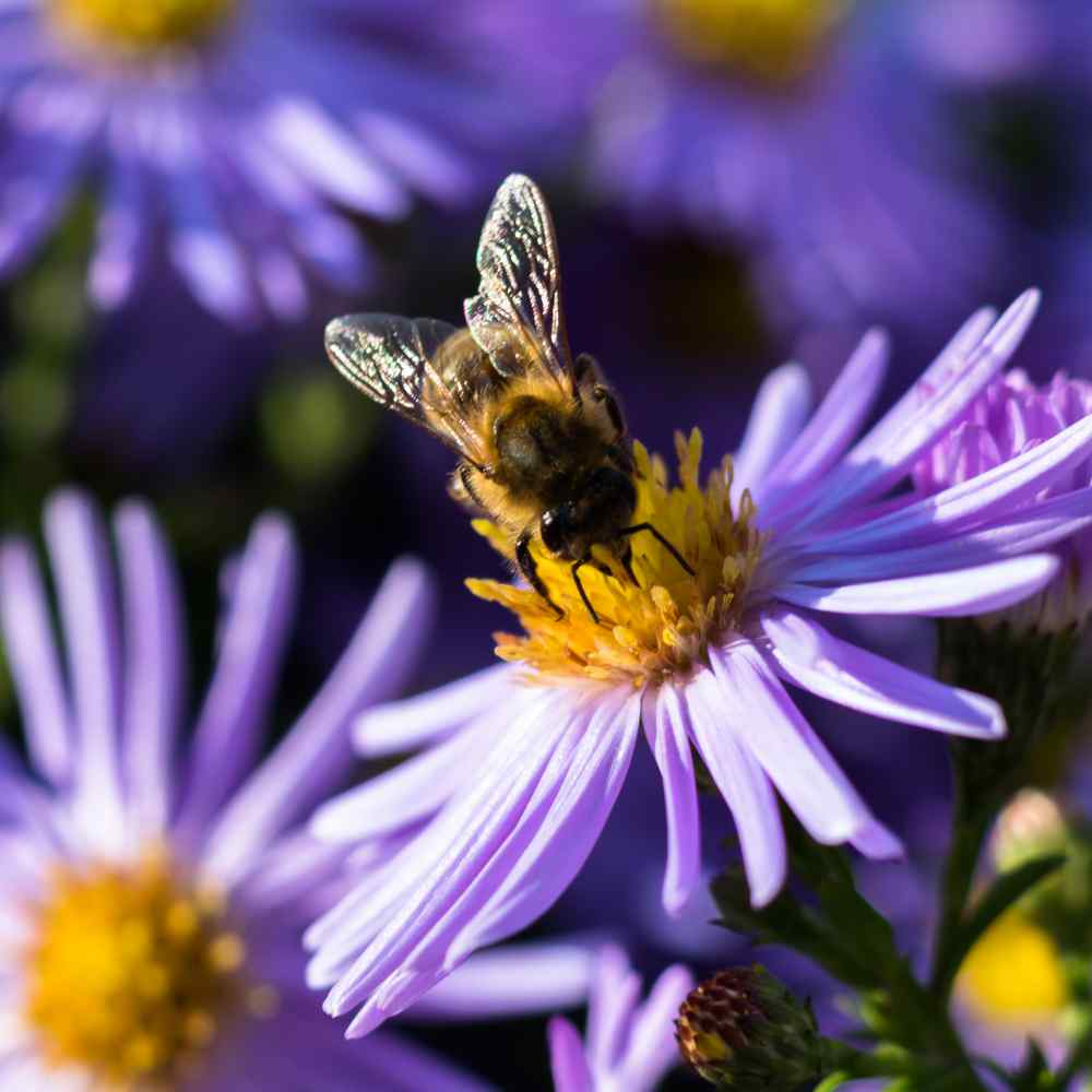 Aster Alpinus Blumensamen