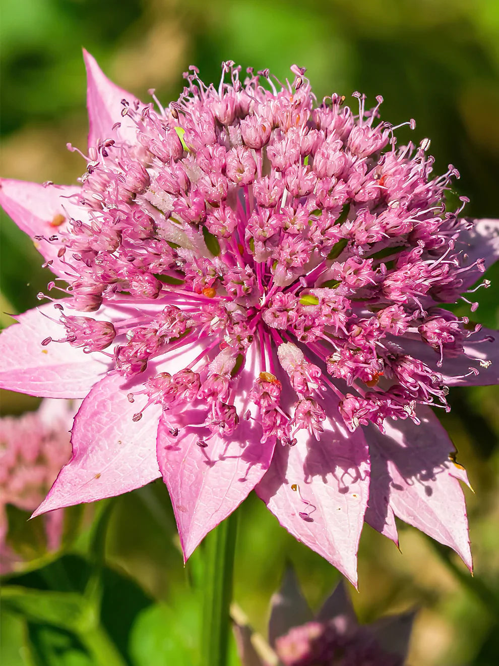 Astrantia Flowers in Garden Border