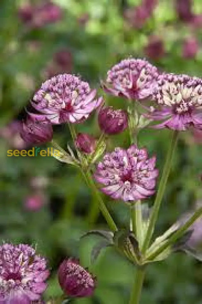 Astrantia Masterwort Purple Planting Seeds Flower