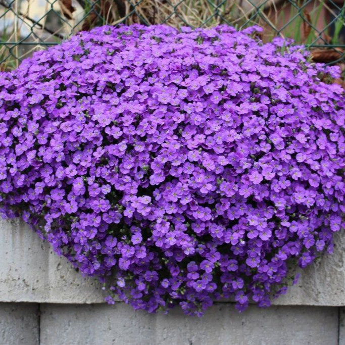 Aubrieta Cascade Lila Kräutersamen