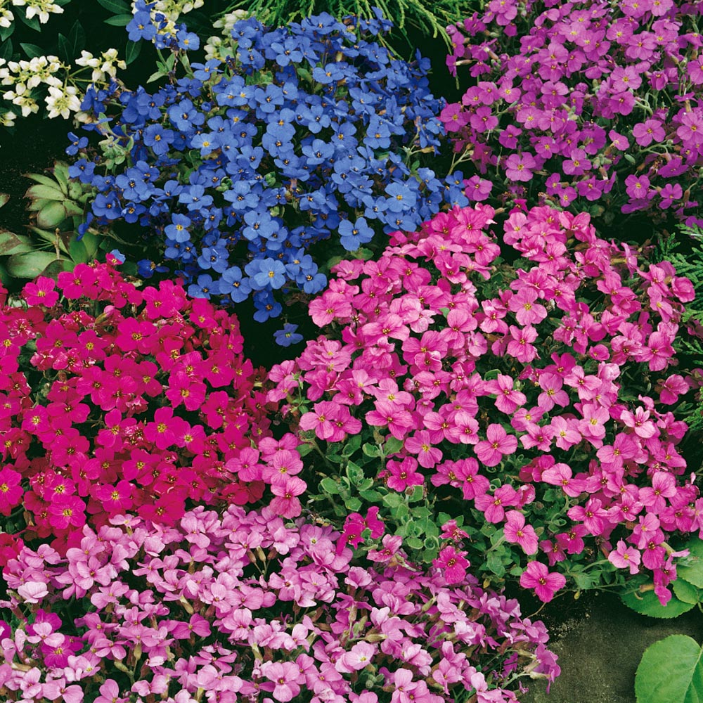Rock Cress Flower Seeds (Rainbow Rockcress)