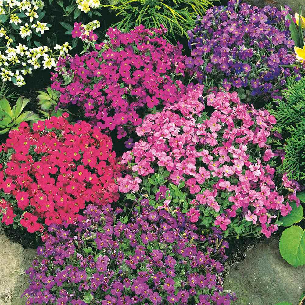 Rock Cress Flower Seeds (Rainbow Rockcress)