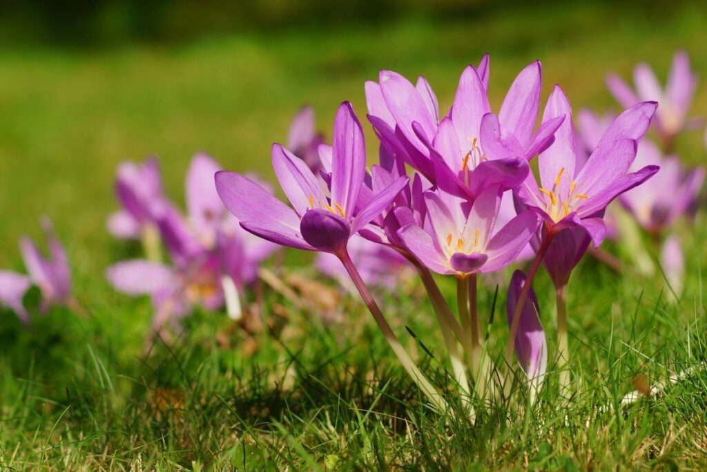 Autumn Crocus Flower seeds for Planting Bright Blooms Heirloom & GMO Free Seeds for Home Garden
Sale for planting in home garden