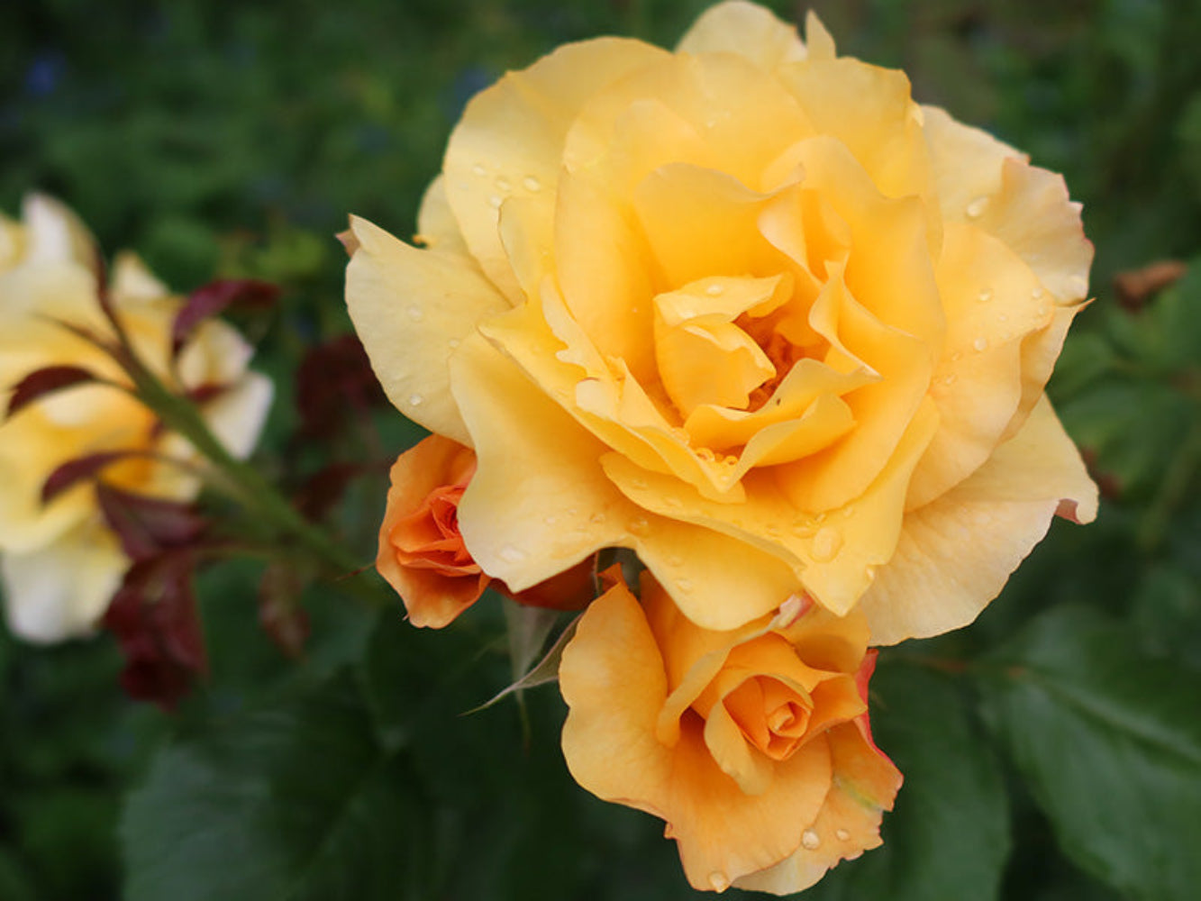 Climbing Autumn Sunset Rose - Warm Orange & Pink Climbing Rose Bush for Your Garden