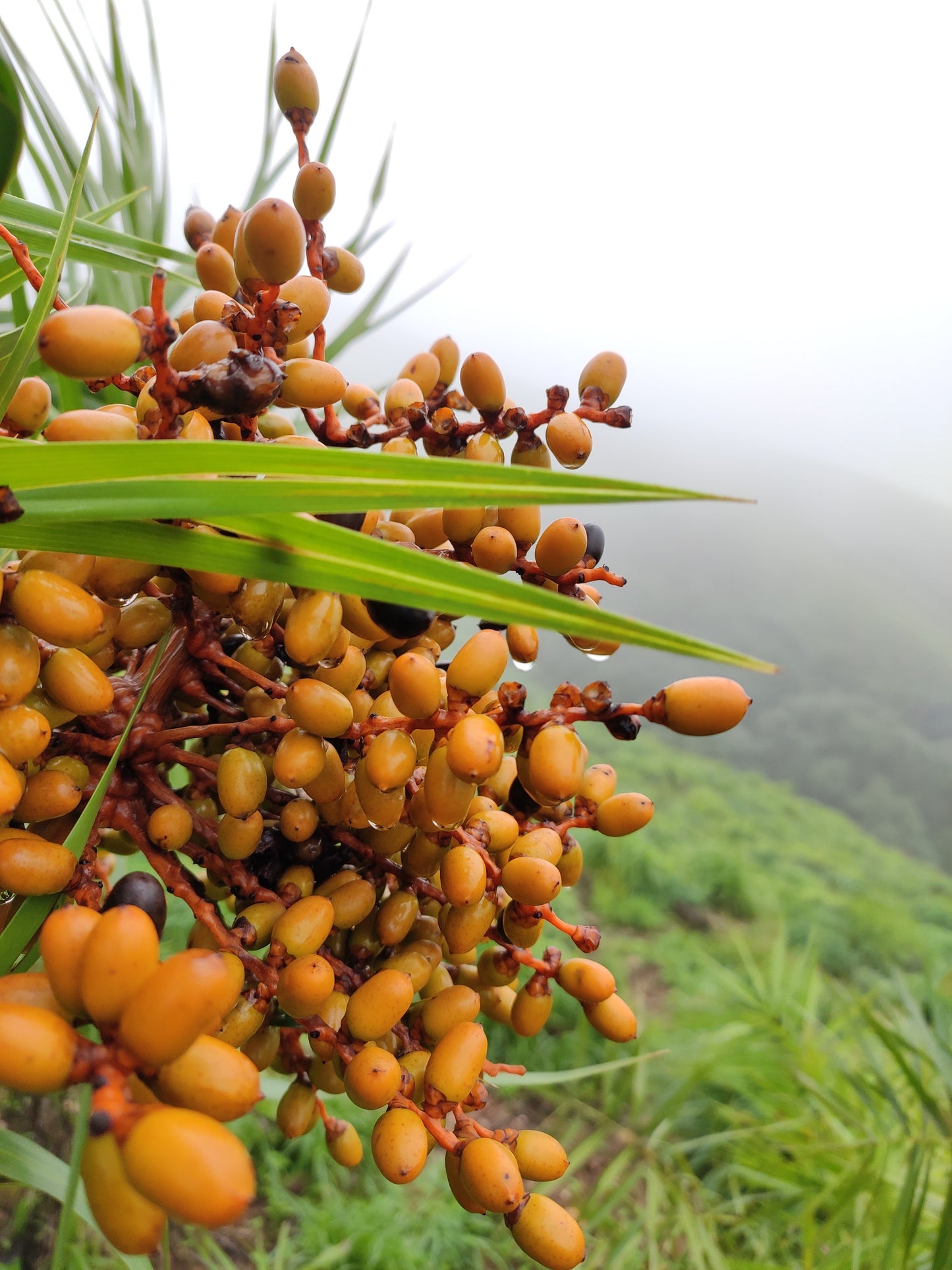 Phoenix Sylvestris Fruit Seeds