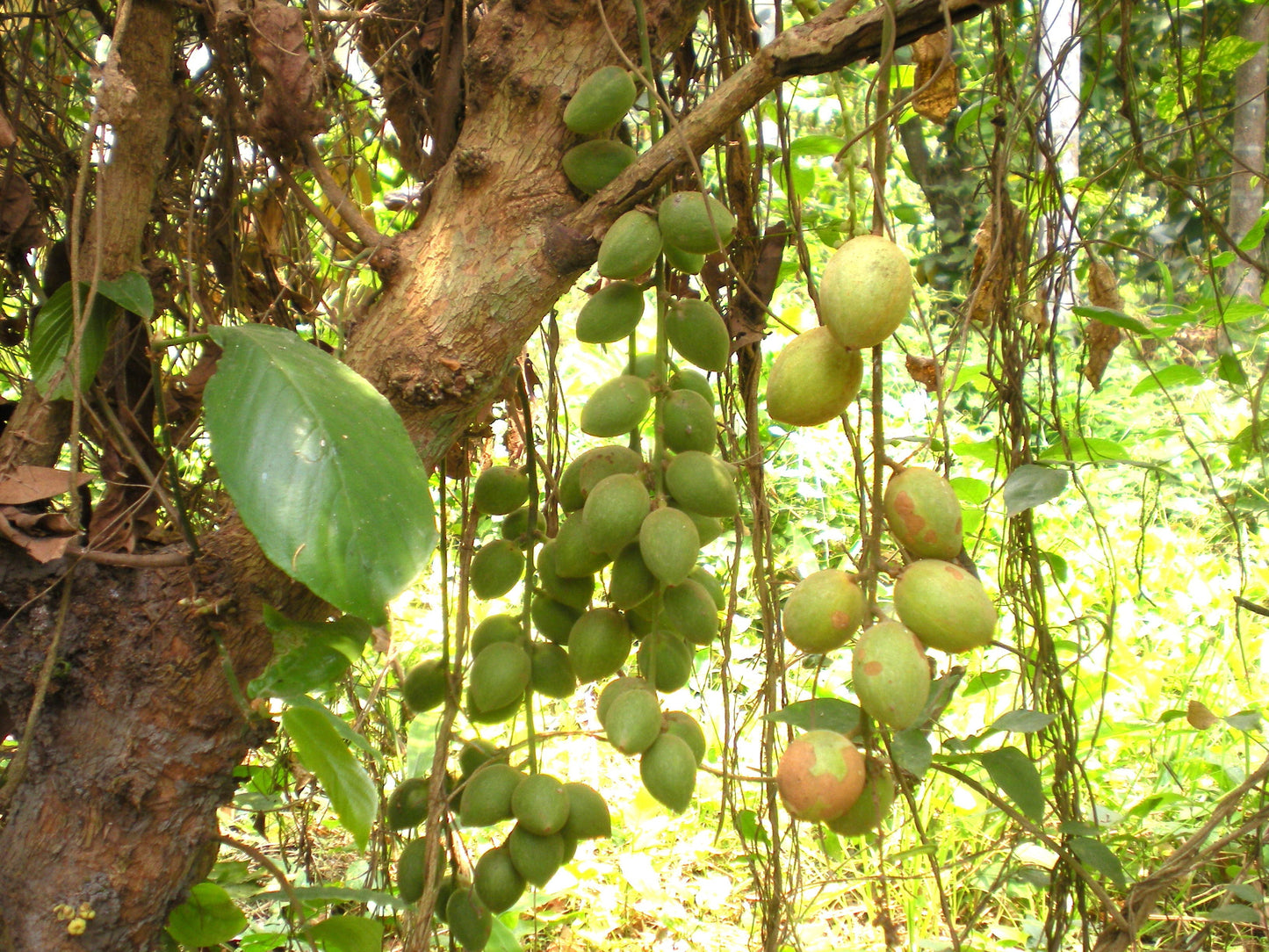Baccaurea Ramiflora Samen zum Anpflanzen für exotischen Geschmack