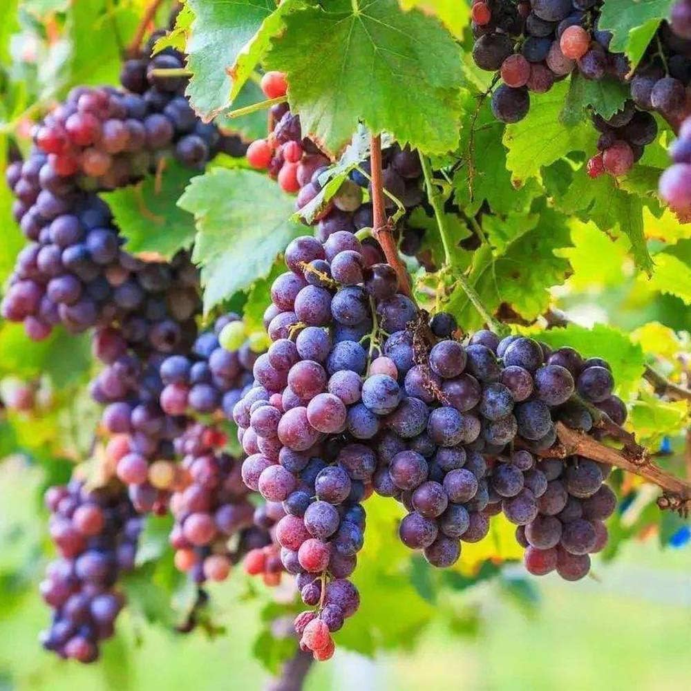Weinrebenkerne zum Pflanzen Vitis Vinifera gemischte Farben essbar Garten Spalier