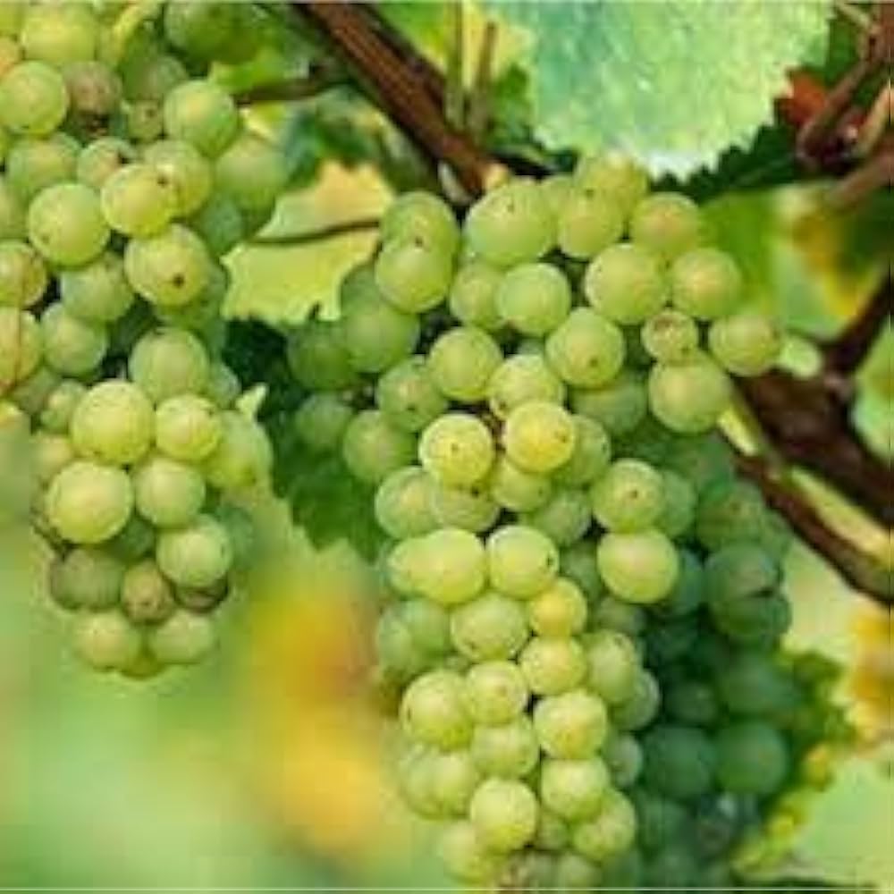 Vitis vinifera Grapevine Seeds for Planting in Backyard Garden and Vineyard