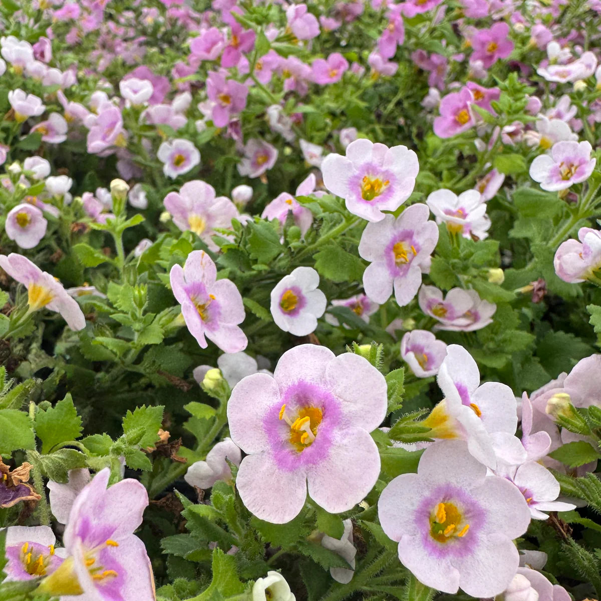 bacopa flower seeds Bacopa Flower seeds for Planting