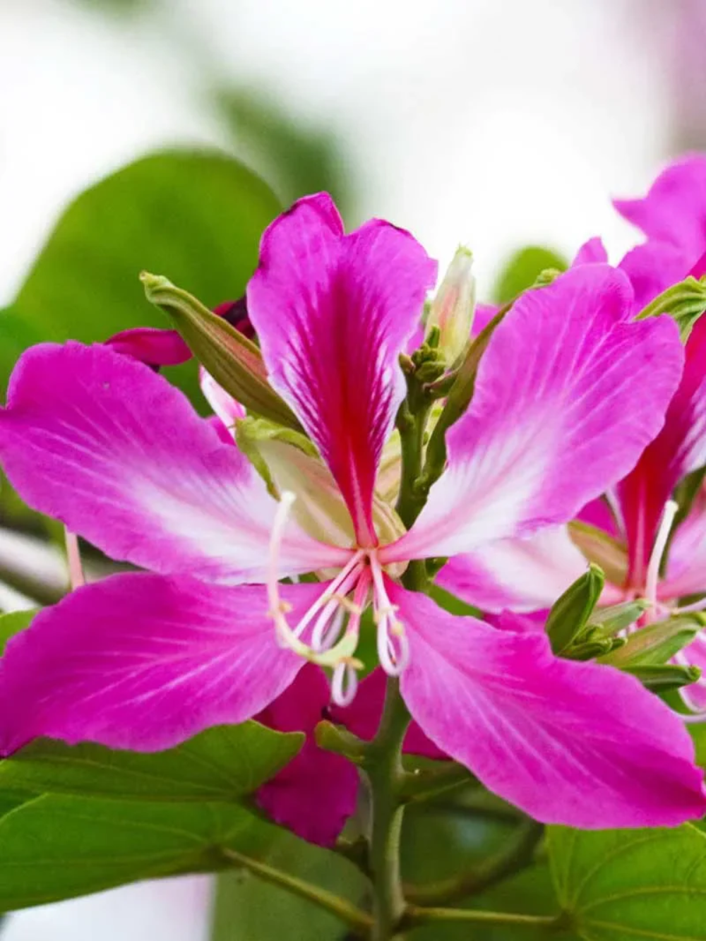 Bauhinia Variegata Flower Seeds