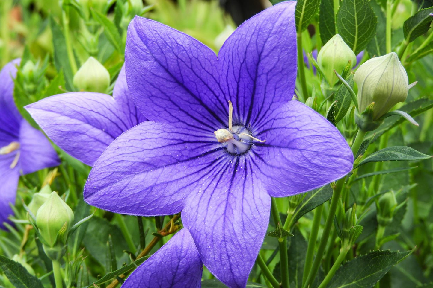 Balloon Flower Seeds