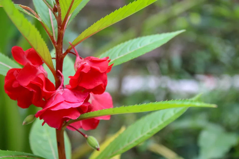 Impatiens (Impatiens Carousel) seeds for planting in home garden