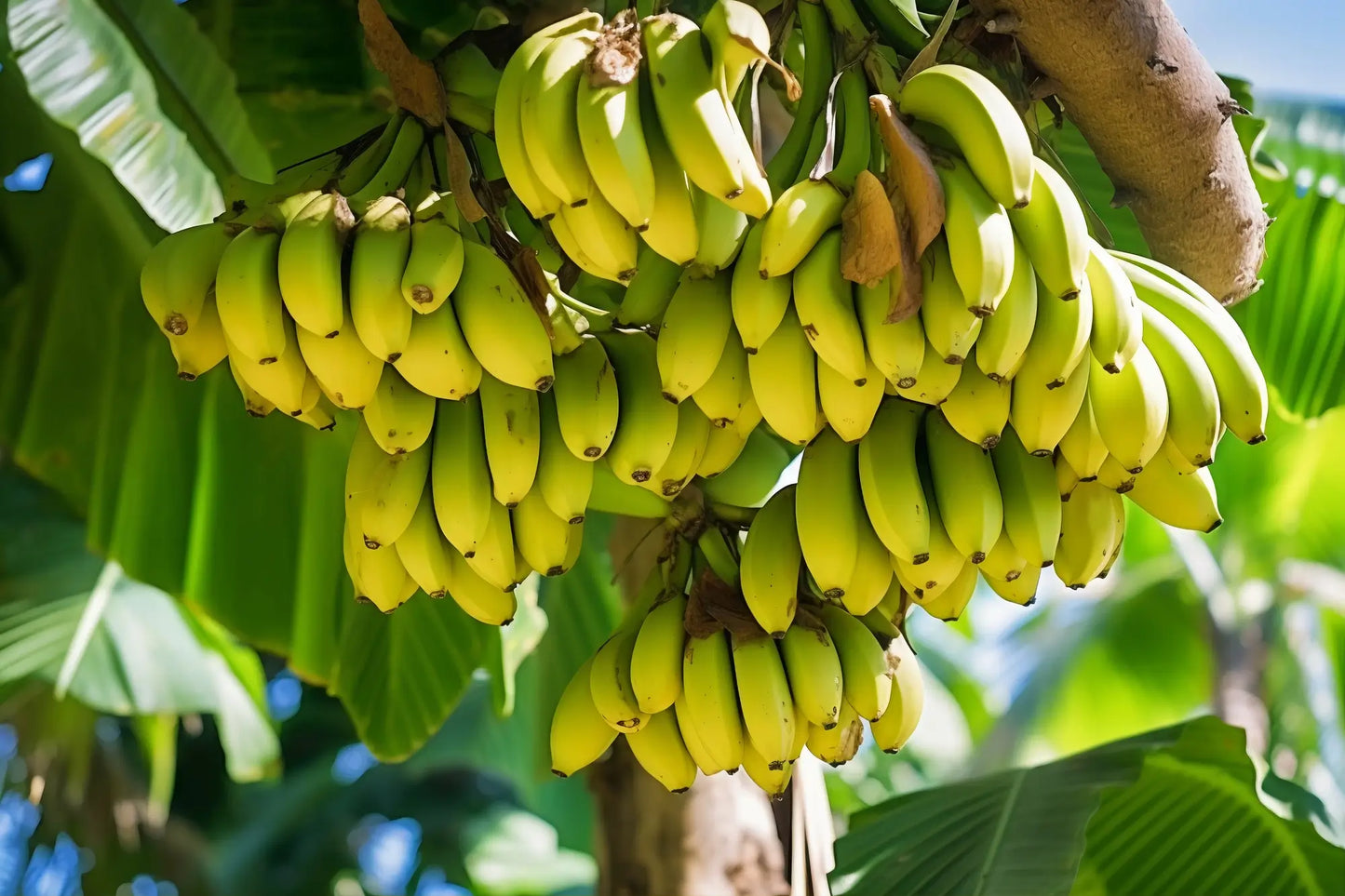 Banana Fruit Seeds for Planting: Elevate Your Space with Exotic Colors