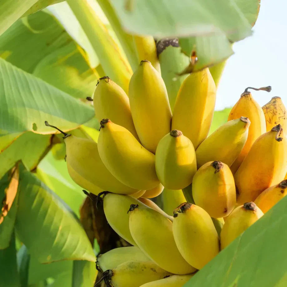 Banana Fruit Seeds For Planting: Elevate Your Space With Exotic Colors  Organic Garden Seeds – Pure Asia Seeds